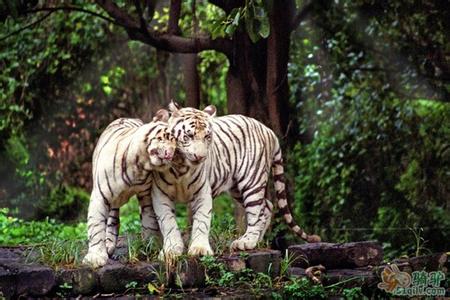 廣州番禺長隆野生動物世界全新羊園、廣州嶺南印象園、花城廣場歡樂二天